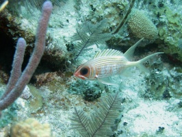 42 Squirrelfish IMG 3743